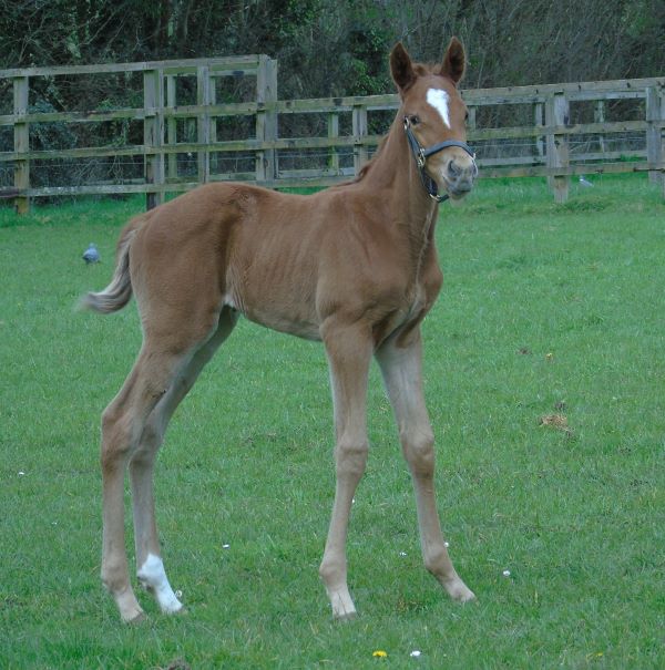 2023 filly by Space Blues
